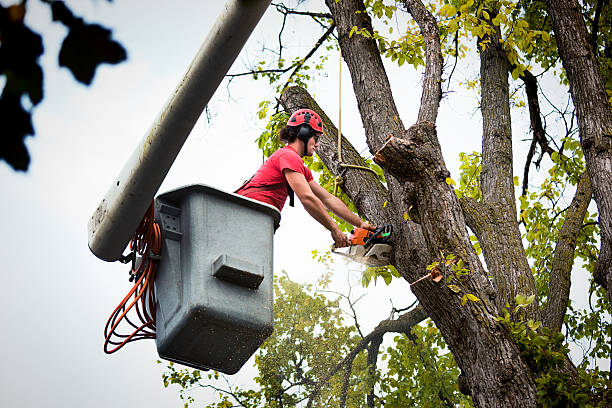 Lebanon, OH Tree Removal and Landscaping Services Company